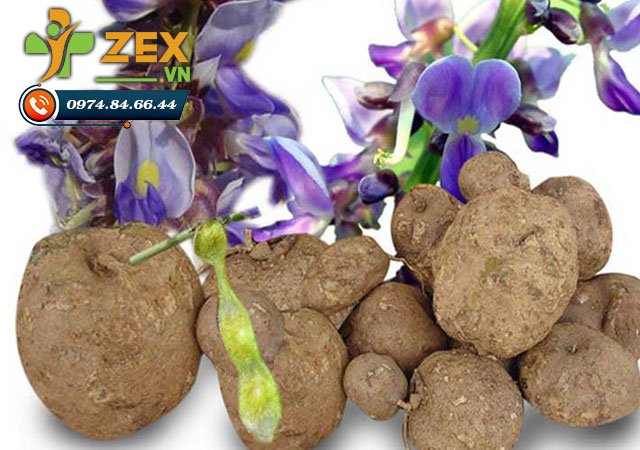 thành phần Pueraria Mirifica