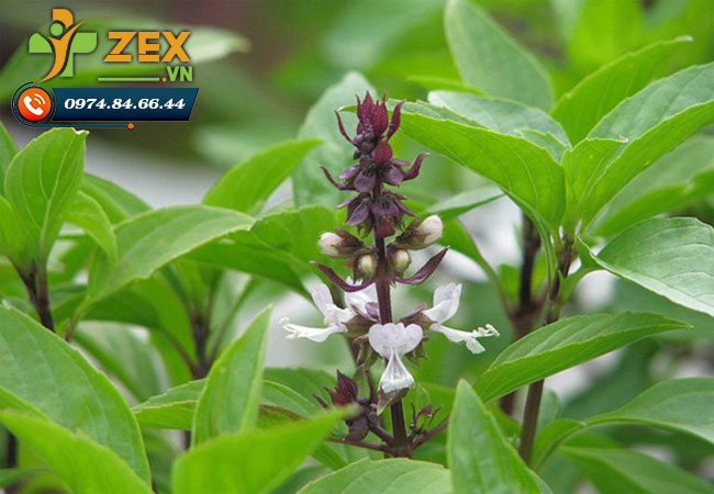 thành phần cây húng quế